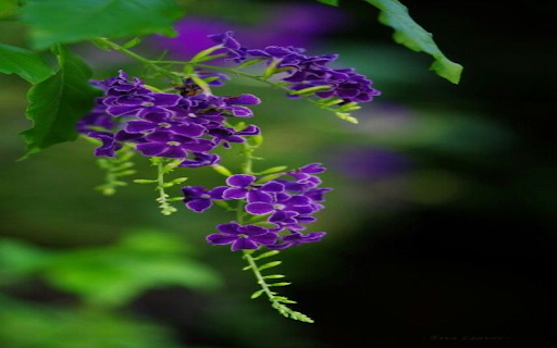 Purple Pearl Flower Wallpaper  from Chrome web store to be run with OffiDocs Chromium online