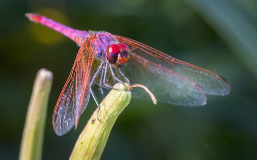 Purple pink dragonfly  from Chrome web store to be run with OffiDocs Chromium online