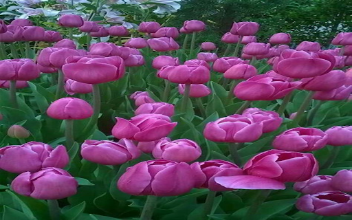 Purple pink tulip wallpaper  from Chrome web store to be run with OffiDocs Chromium online