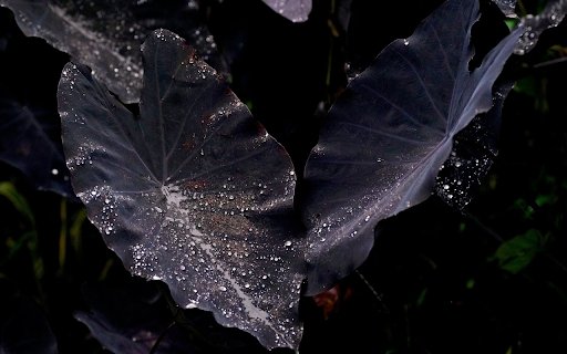 Purple potatoes and rainwater from Chrome web store to be run with OffiDocs Chromium online Purple potatoes and rainwater from Chrome web store to be run with OffiDocs Chromium online