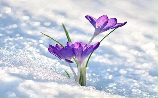 Purple Snowdrop flower wallpaper  from Chrome web store to be run with OffiDocs Chromium online