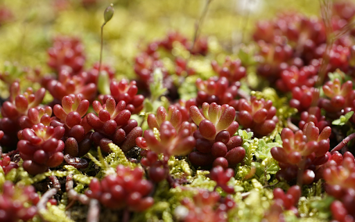 Purple stone lotus  from Chrome web store to be run with OffiDocs Chromium online