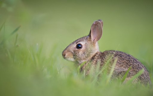 Rabbit  from Chrome web store to be run with OffiDocs Chromium online