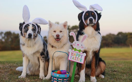 Rabbit eared dogs  from Chrome web store to be run with OffiDocs Chromium online