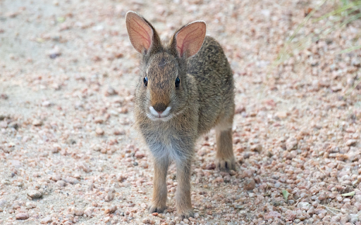 Rabbit with pricked ears  from Chrome web store to be run with OffiDocs Chromium online