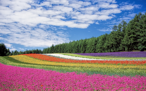 Rainbow colored flowers  from Chrome web store to be run with OffiDocs Chromium online