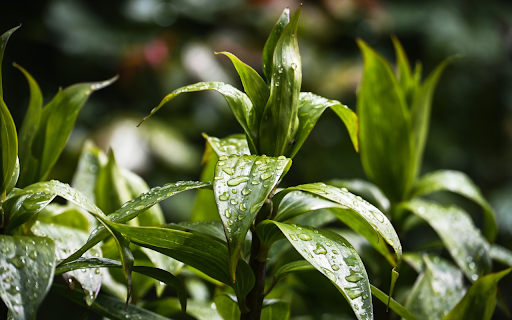 Raindrops and Leaves  from Chrome web store to be run with OffiDocs Chromium online