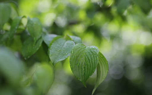 Raindrops on leaves  from Chrome web store to be run with OffiDocs Chromium online