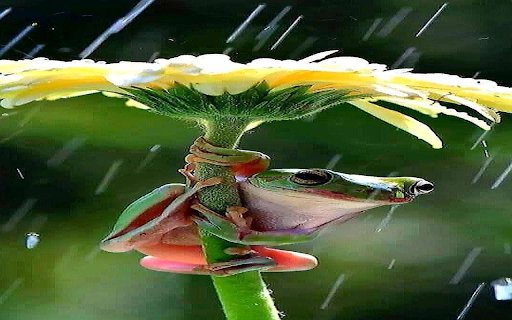 Rain frog wallpaper from Chrome web store to be run with OffiDocs Chromium online Rain frog wallpaper from Chrome web store to be run with OffiDocs Chromium online
