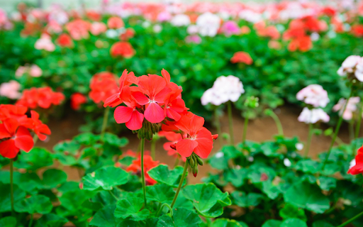 Red and white flower garden from Chrome web store to be run with OffiDocs Chromium online Red and white flower garden from Chrome web store to be run with OffiDocs Chromium online