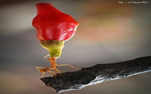 red ant wallpaper  from Chrome web store to be run with OffiDocs Chromium online