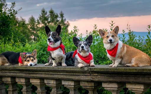 Red bib dogs  from Chrome web store to be run with OffiDocs Chromium online