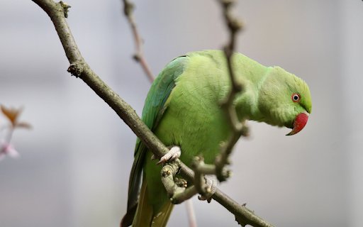 Red billed Parrot  from Chrome web store to be run with OffiDocs Chromium online