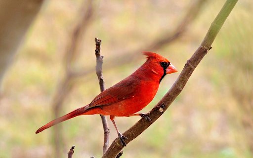 Red Bird on a Young Branch  from Chrome web store to be run with OffiDocs Chromium online