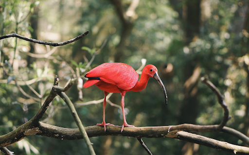 Red bird with black beak from Chrome web store to be run with OffiDocs Chromium online Red bird with black beak from Chrome web store to be run with OffiDocs Chromium online