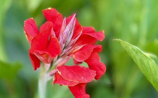 Red bud flower branch from Chrome web store to be run with OffiDocs Chromium online Red bud flower branch from Chrome web store to be run with OffiDocs Chromium online