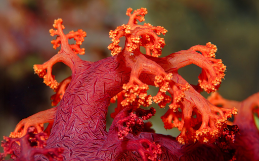 Red Coral  from Chrome web store to be run with OffiDocs Chromium online
