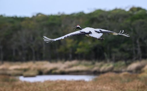Red crowned Crane Flying  from Chrome web store to be run with OffiDocs Chromium online