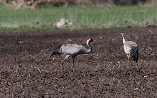 Red crowned cranes  from Chrome web store to be run with OffiDocs Chromium online
