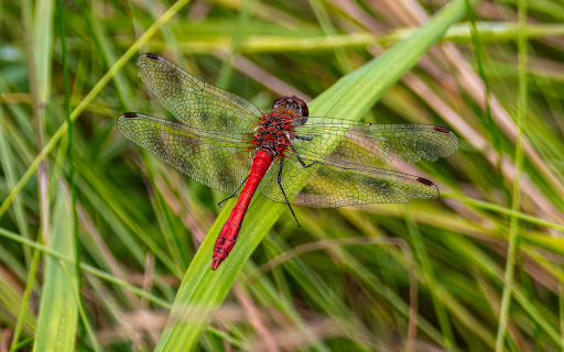 Red Dragonfly  from Chrome web store to be run with OffiDocs Chromium online