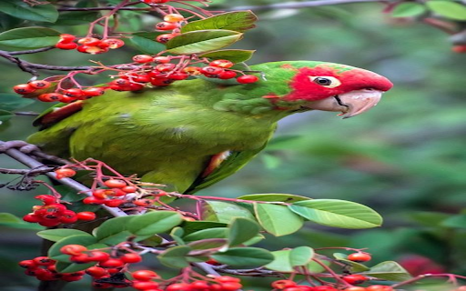 Red Faced Parrot Perched on a Hawthorn Tree Wallpaper  from Chrome web store to be run with OffiDocs Chromium online