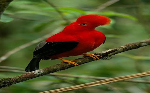 red feather bird wallpaper  from Chrome web store to be run with OffiDocs Chromium online