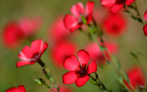 Red Five Petal Flower  from Chrome web store to be run with OffiDocs Chromium online