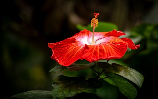 Red Flower and Style from Chrome web store to be run with OffiDocs Chromium online Red Flower and Style from Chrome web store to be run with OffiDocs Chromium online