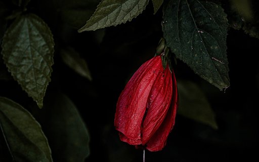 Red flower at night  from Chrome web store to be run with OffiDocs Chromium online