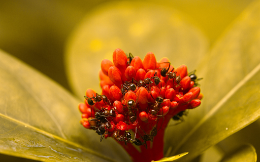 red flower branch and ants  from Chrome web store to be run with OffiDocs Chromium online