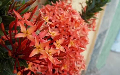 Red flower cluster  from Chrome web store to be run with OffiDocs Chromium online