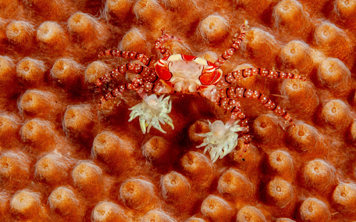 Red flower crab  from Chrome web store to be run with OffiDocs Chromium online