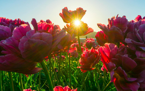 Red Flower Field from Chrome web store to be run with OffiDocs Chromium online Red Flower Field from Chrome web store to be run with OffiDocs Chromium online