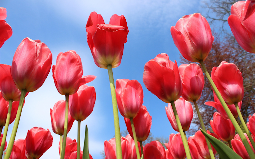 Red flower garden  from Chrome web store to be run with OffiDocs Chromium online