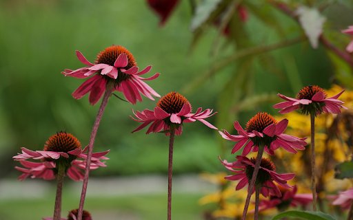 Red flower garden blooms from Chrome web store to be run with OffiDocs Chromium online Red flower garden blooms from Chrome web store to be run with OffiDocs Chromium online