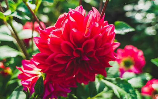 Red flowers  from Chrome web store to be run with OffiDocs Chromium online