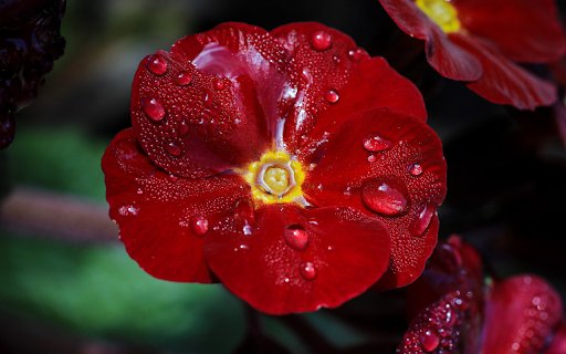 Red flowers and water drops  from Chrome web store to be run with OffiDocs Chromium online