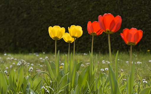 Red Flowers Yellow Flowers  from Chrome web store to be run with OffiDocs Chromium online