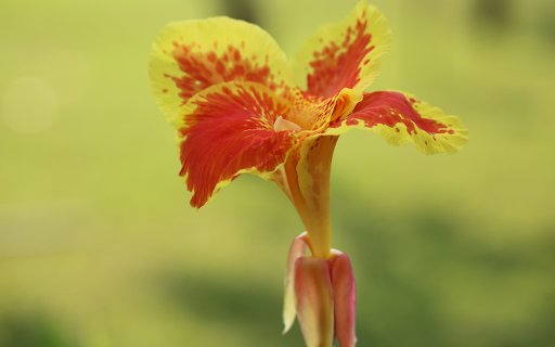 Red flower with yellow spots  from Chrome web store to be run with OffiDocs Chromium online