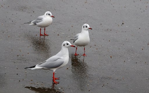 Red footed birds  from Chrome web store to be run with OffiDocs Chromium online