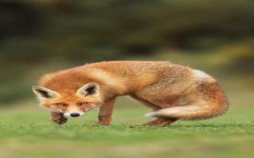 red fox wallpaper  from Chrome web store to be run with OffiDocs Chromium online
