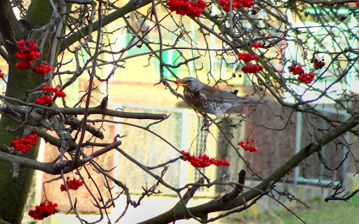 Red fruit tree and bird  from Chrome web store to be run with OffiDocs Chromium online