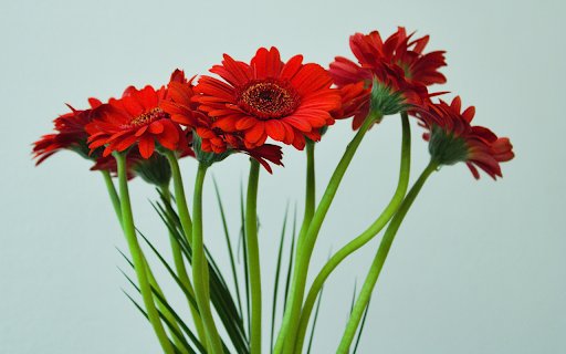 Red gerbera flowers  from Chrome web store to be run with OffiDocs Chromium online