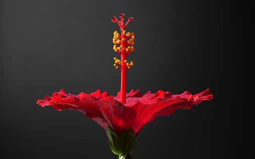 Red hibiscus flower  from Chrome web store to be run with OffiDocs Chromium online