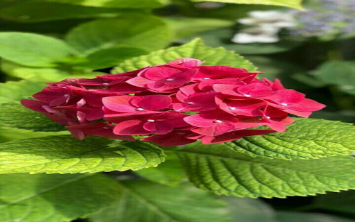 Red Hydrangea Wallpaper  from Chrome web store to be run with OffiDocs Chromium online