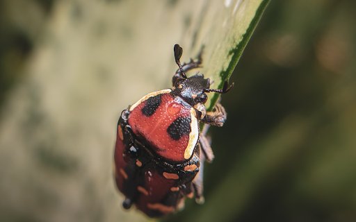 Red Ladybug from Chrome web store to be run with OffiDocs Chromium online Red Ladybug from Chrome web store to be run with OffiDocs Chromium online