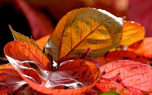 Red leaf bonsai  from Chrome web store to be run with OffiDocs Chromium online