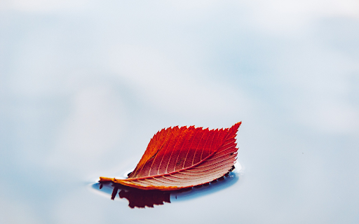 Red leaf on the water  from Chrome web store to be run with OffiDocs Chromium online