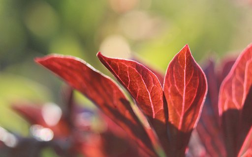 Red leaf tree from Chrome web store to be run with OffiDocs Chromium online Red leaf tree from Chrome web store to be run with OffiDocs Chromium online