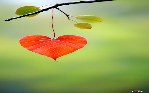 Red leaves and hearts wallpaper  from Chrome web store to be run with OffiDocs Chromium online